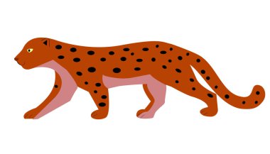 Siyah lekeli izole leopar.