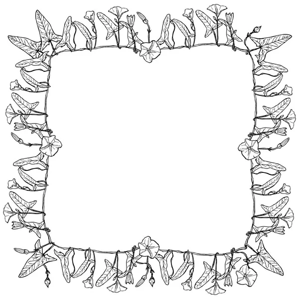 ヒルガオ花の正方形のフレームは テキスト営業所との境界線花輪葉芽と花の輪郭を手描きで孤立した白い背景 ベクトル図 — ストックベクタ