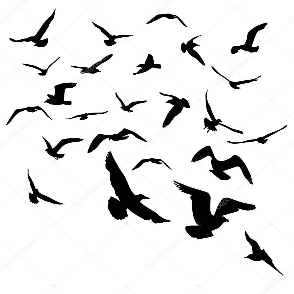 Seagulls black silhouette on white background. Vector illustration