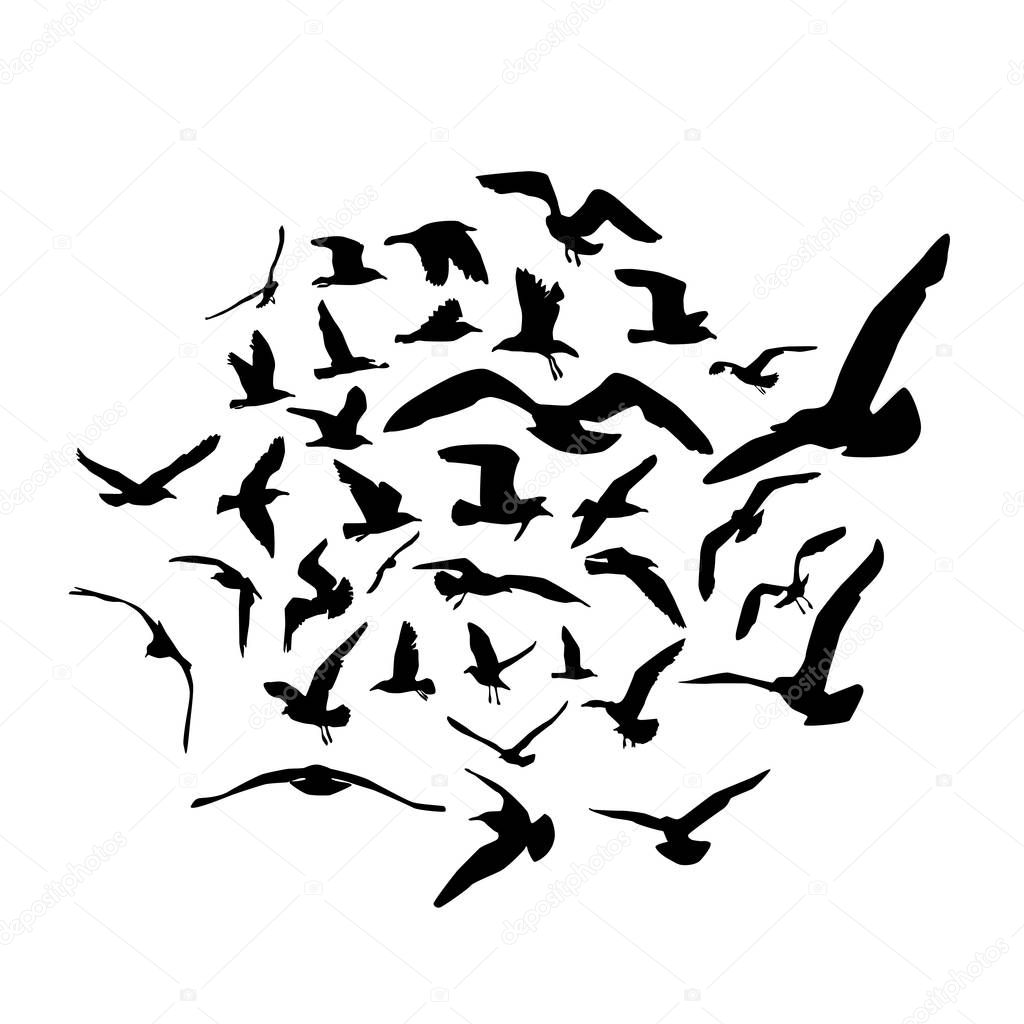 Seagulls black silhouette on white background. Vector illustration