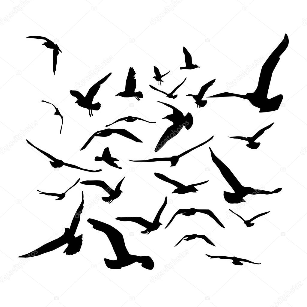 Seagulls black silhouette on white background. Vector illustration