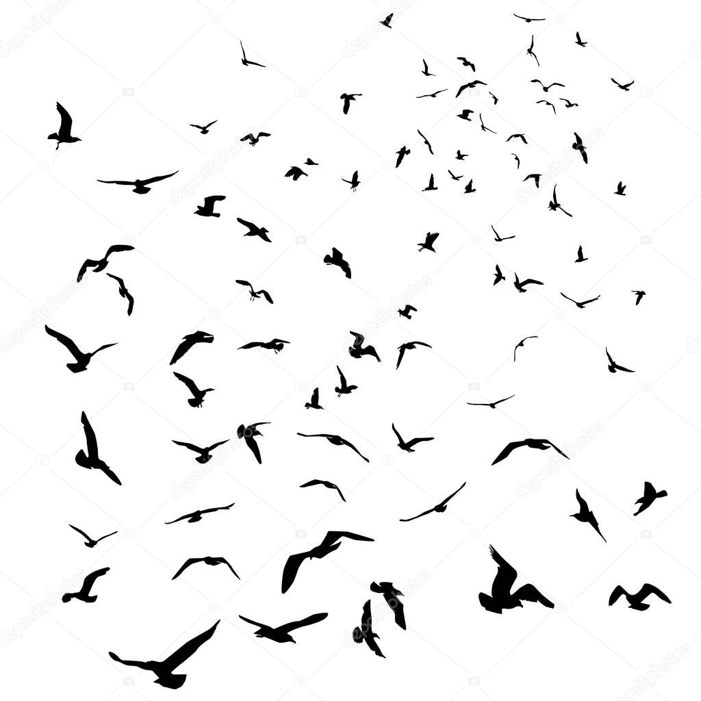 Seagulls black silhouette on isolated white background. Vector illustration