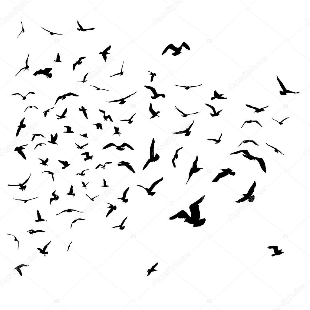 Seagulls black silhouette on isolated white background. Vector illustration