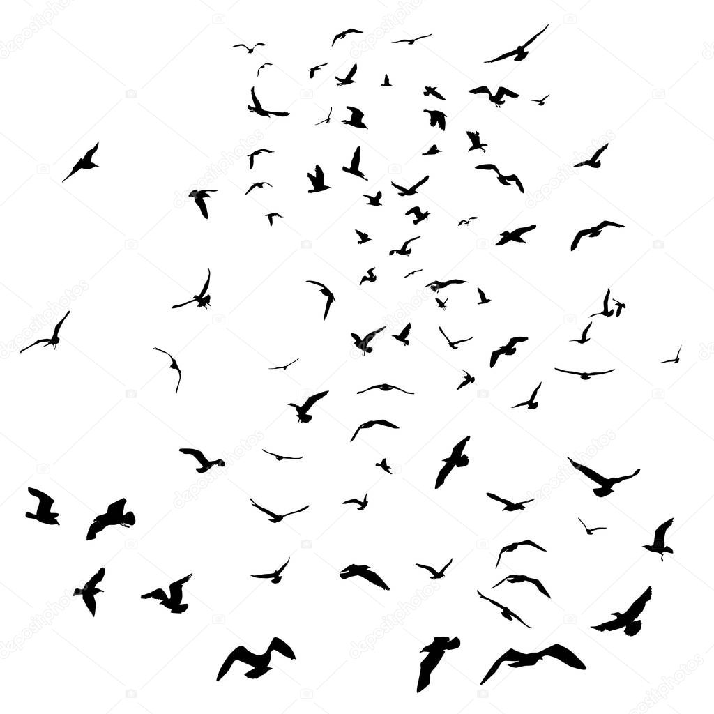 Seagulls black silhouette on isolated white background. Vector illustration