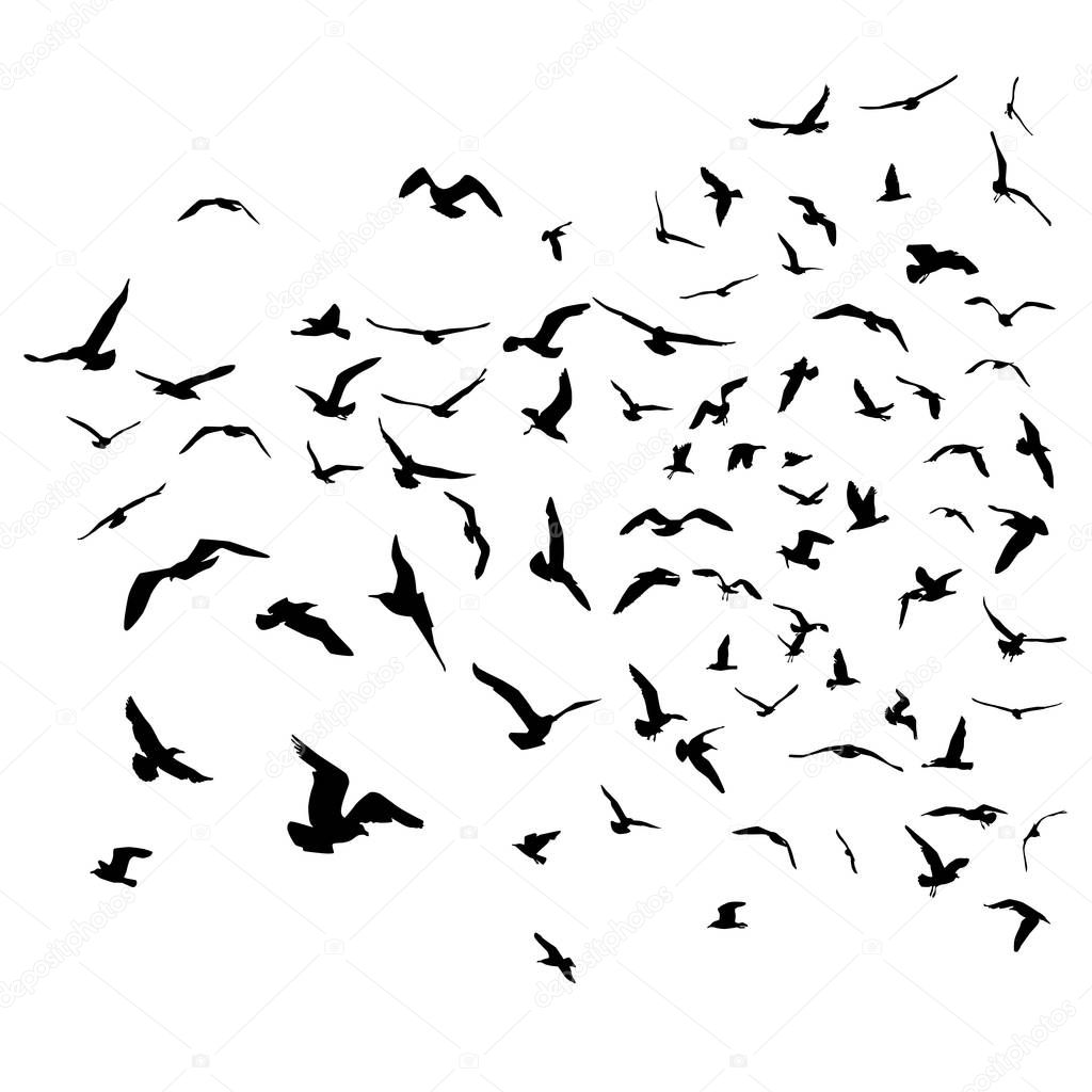 Seagulls black silhouette on isolated white background. Vector illustration