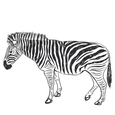 Siyah ve beyaz Zebra portre Kroki üzerinde izole beyaz arka plan. Vektör çizim