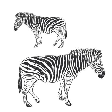 Siyah ve beyaz Zebra portre Kroki üzerinde izole beyaz arka plan. Vektör çizim