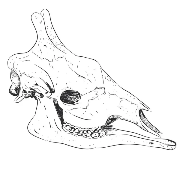 キリン頭スカル黒スケッチは 白い背景で隔離 ベクトル図 — ストックベクタ