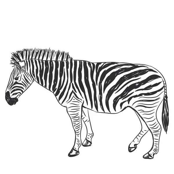 Schwarz Weiße Zebra Portraitskizze Isoliert Auf Weißem Hintergrund Vektorillustration — Stockvektor