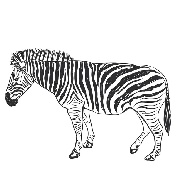 Siyah ve beyaz Zebra portre Kroki üzerinde izole beyaz arka plan. Vektör çizim