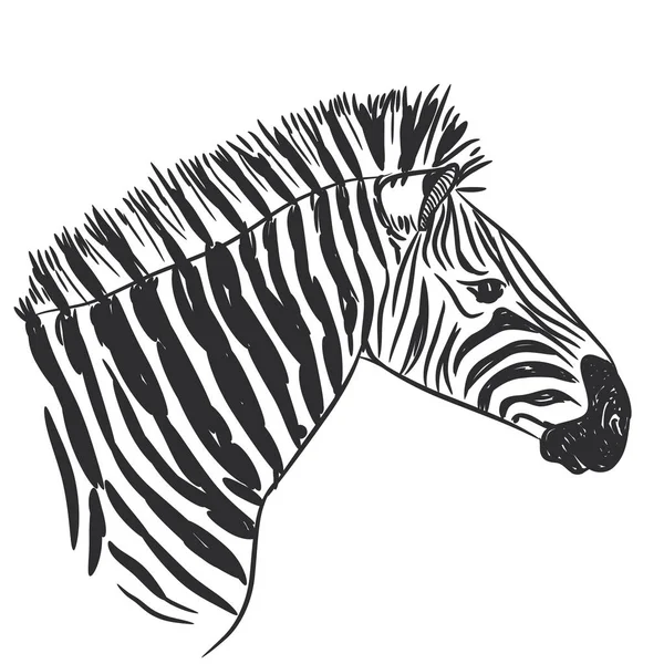 Schwarz Weißes Zebra Porträt Kopf Skizze Isoliert Auf Weißem Hintergrund — Stockvektor