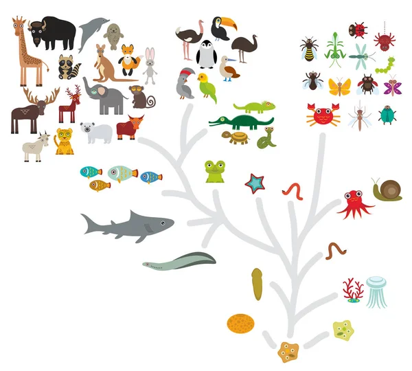 进化规模从单细胞生物到哺乳动物 生物学的进化 在白色背景上孤立的动物的计划进化 儿童教育 向量例证 — 图库矢量图片