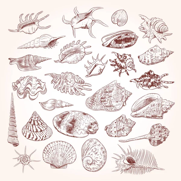 Collection Muséale Unique Coquillages Mer Espèces Rares Voie Disparition Mollusques — Image vectorielle