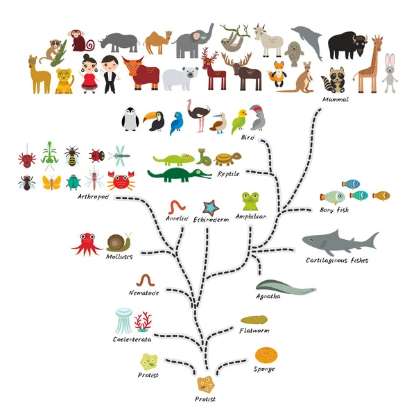 Еволюція Біології Схема Еволюції Тварин Ізольовані Білому Тлі Дитяча Освіта — стоковий вектор