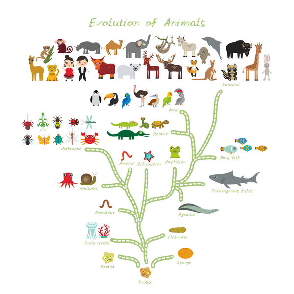 Evolution in biology, scheme evolution of animals isolated on white background. children's education, science. Evolution scale from unicellular organism to mammals. back to school. Vector illustration