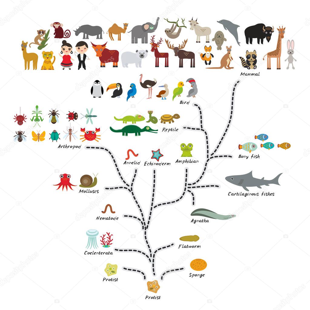 Evolution in biology, scheme evolution of animals isolated on white background. children's education, science. Evolution scale from unicellular organism to mammals. back to school. Vector illustration