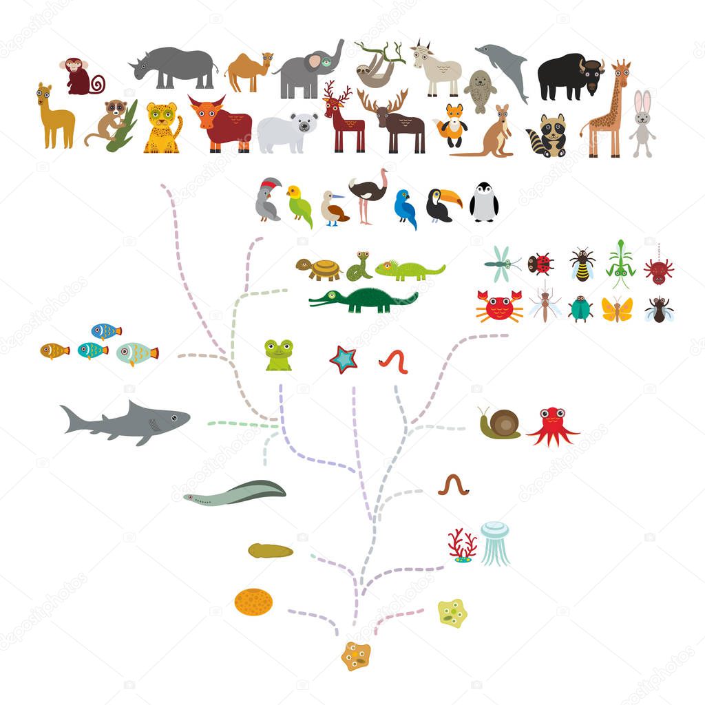 Evolution in biology, scheme evolution of animals isolated on white background. children's education, science. Evolution scale from unicellular organism to mammals. back to school. Vector illustration
