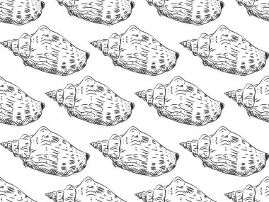 Dikişsiz desen Volutidae, ortak adı volüt, yırtıcı deniz salyangozları benzersiz kabukları, yumuşakçalar taksonomik bir aile vardır. Beyaz arka planda siyah kontur kroki. Vektör çizim