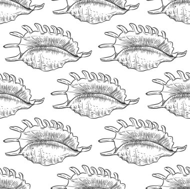 Lambis örümcek kabuklu, büyük deniz salyangoz, Strombidae, conchs ailesindeki bir deniz gastropod yumuşakça. Benzersiz kabukları, yumuşakçalar. Beyaz arka planda siyah kontur kroki. Vektör çizim