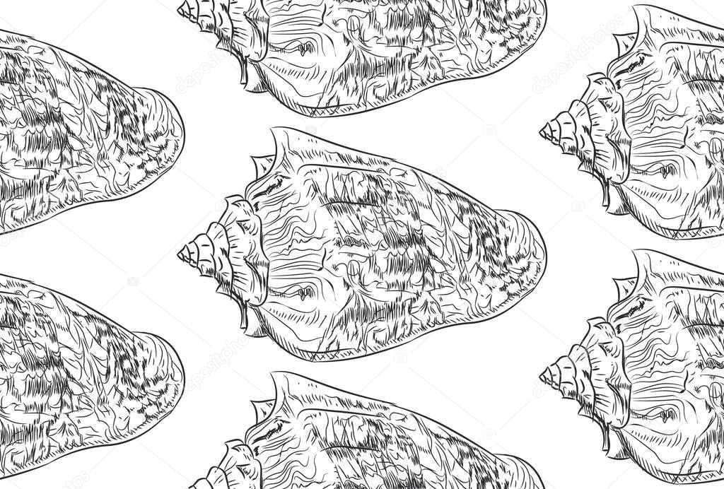 Volutidae, common name volutes, are a taxonomic family of predatory sea snails. Sketch black contour isolated on white background. Can be used for fabrics, wallpapers. Vector illustration