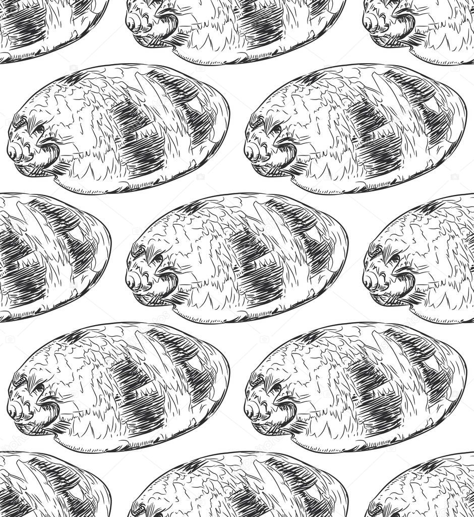 seamless pattern sea shells Volutidae, common name volutes, are a taxonomic family of predatory sea snails. Sketch black contour on white background. Vector illustration