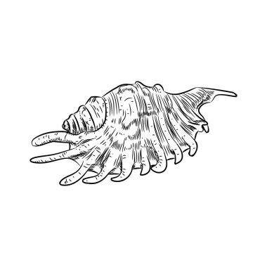 Lambis örümcek kabuklu Chicoreus aculeatus, kabuk deniz salyangoz benzersiz kabukları, yumuşakçalar Gastropoda. Beyaz arka planda siyah kontur kroki. Vektör çizim
