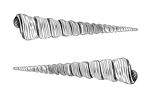 萝卜草田胃菌是海螺的一个主要分类群 在白色背景上隔离的草图黑色轮廓 向量例证 — 图库矢量图片