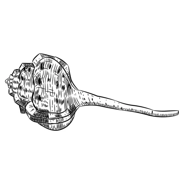 Haustellum Est Une Espèce Escargot Mer Famille Des Muricidae Croquis — Image vectorielle