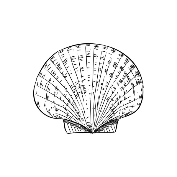 Scallop Molusco Bivalvo Marino Familia Pectinidae Caracoles Marinos Viven Todos — Archivo Imágenes Vectoriales