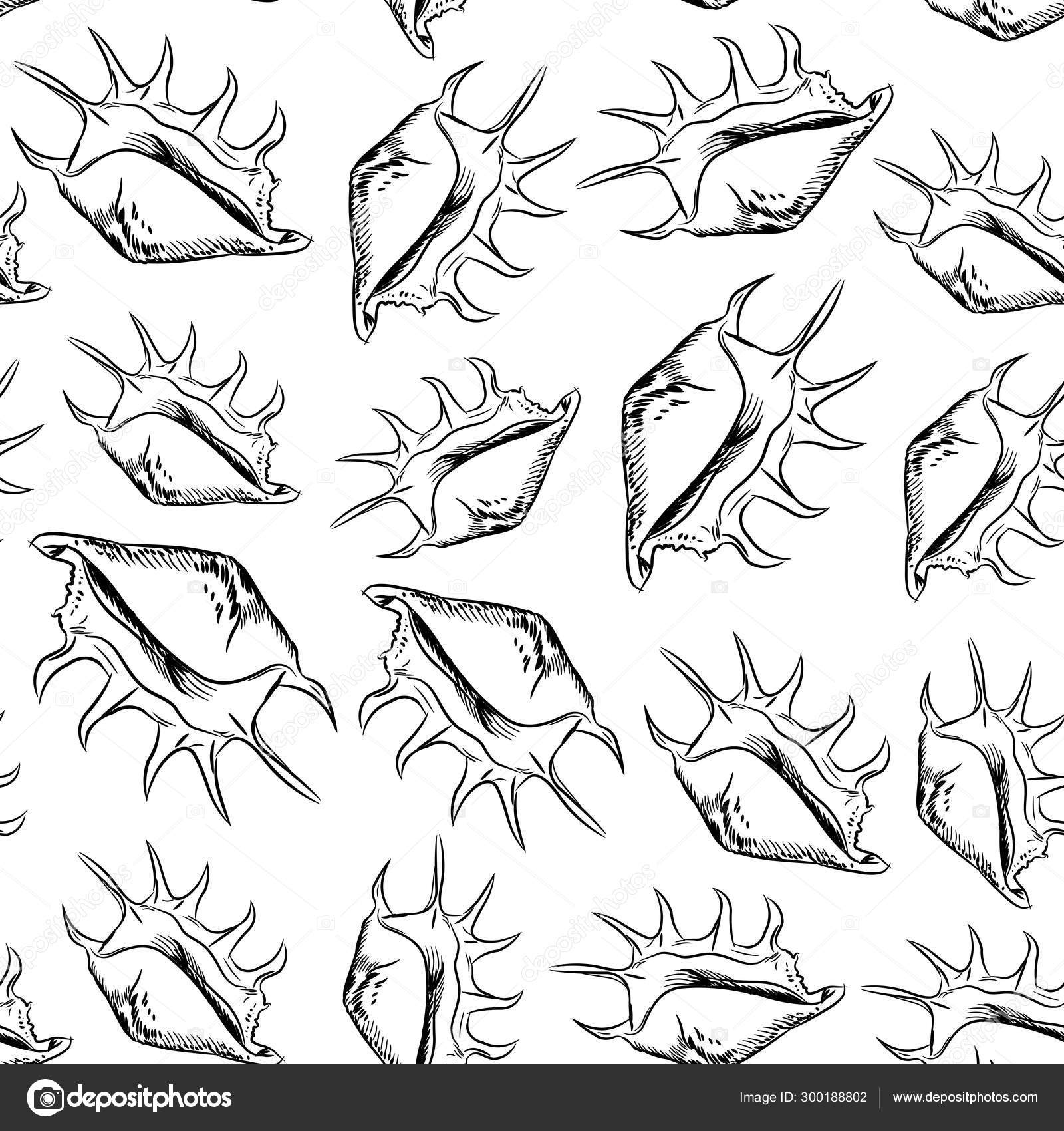 兰比斯，蜘蛛海螺的通用名称，是一种大型海蜗牛，一种海洋胃足动物软体动物，在斯特罗姆比达家族中，是真正的海螺。在白色背景上隔离的草图黑色轮廓。向量, image size:1600x1700