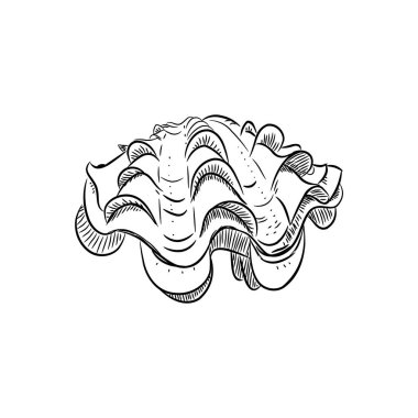 tridacna squamosa, bivalves pelecypods olarak da bilinen yumuşakçalar büyük bir sınıftır. Çizim siyah kontur beyaz arka plan üzerinde izole. Vektör