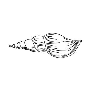 Turrid, çoğul turridler, yırtıcı deniz salyangozları, Turridae familyasında deniz gastropod yumuşakçaları. Çizim siyah kontur beyaz arka plan üzerinde izole. Vektör