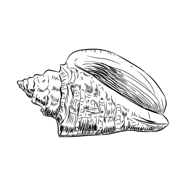 Volutidae est une famille taxonomique d'escargots de mer prédateurs. Croquis contour noir isolé sur fond blanc. Vecteur — Image vectorielle