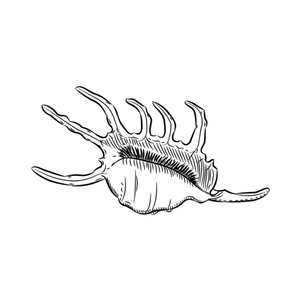Lambis Scorpion conch Chicoreus aculeatus, caracol grande mar Conchas únicas, moluscos Gastropoda. Desenhe o contorno preto no fundo branco. Vetor — Vetor de Stock
