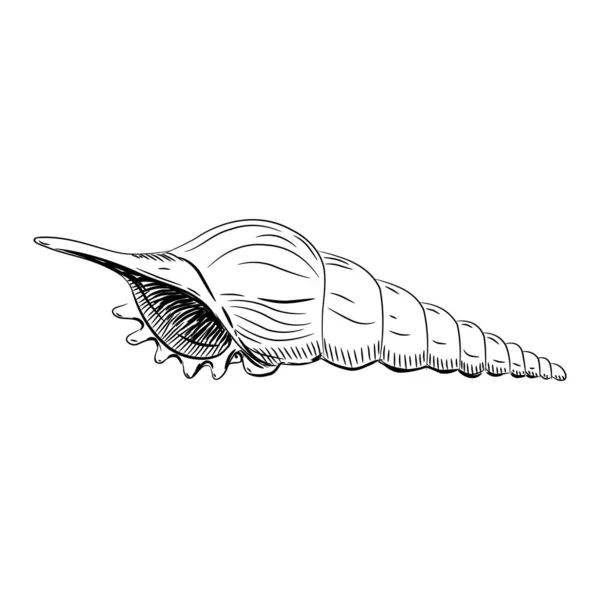 Turrid Vetigastropoda is een belangrijke taxonomische groep van zeeslakken unieke schelpen, weekdieren. Schets zwarte contour op witte achtergrond. Vector — Stockvector