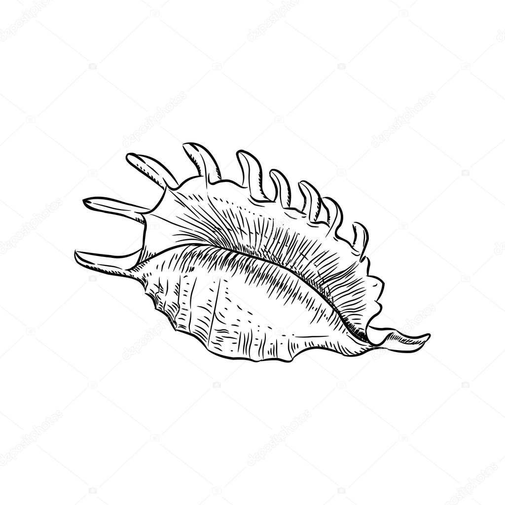 Lambis spider conch, large sea snail, a marine gastropod mollusk in the family Strombidae, conchs. Unique shells, molluscs. Sketch black contour on white background. Vector