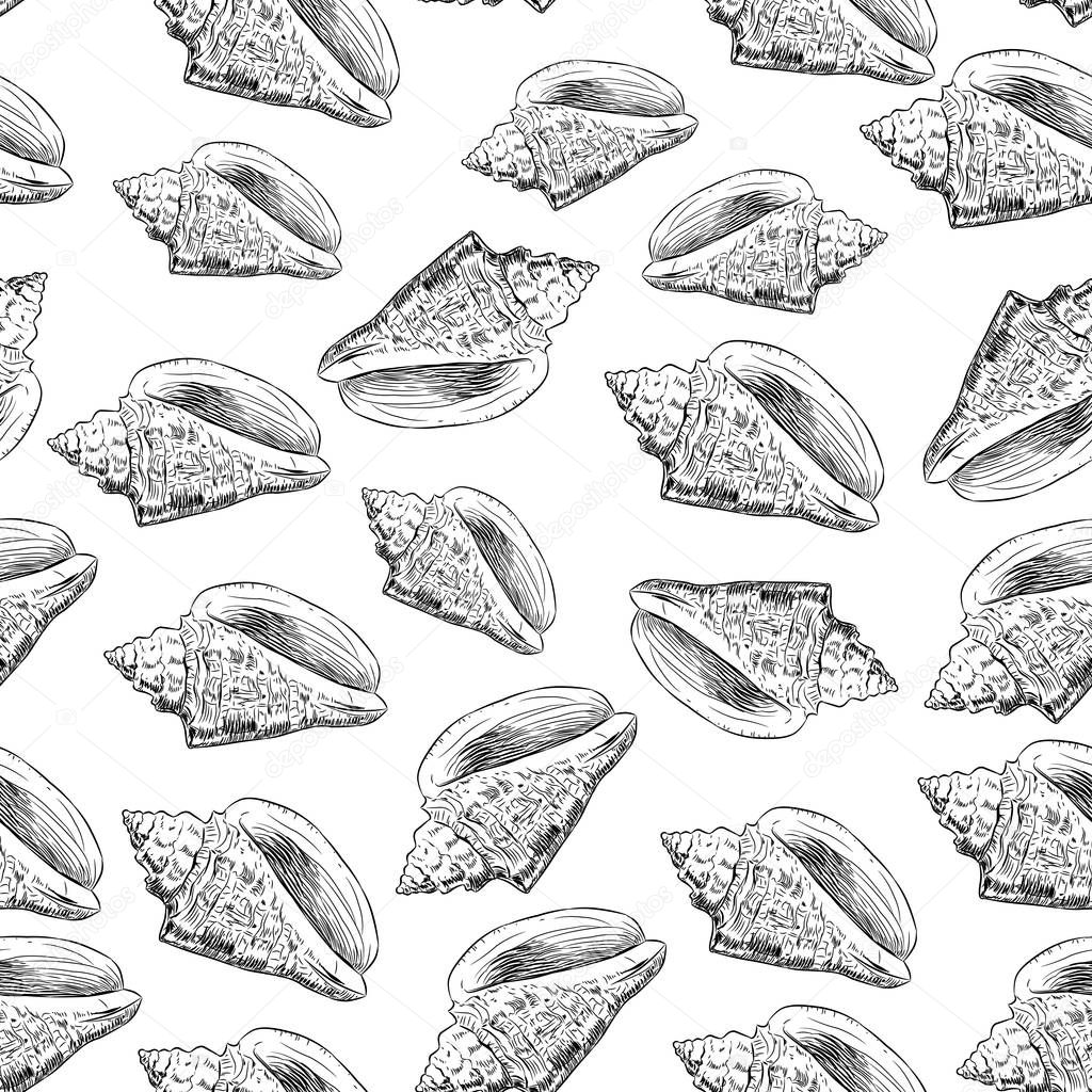 Volutidae, common name volutes, are a taxonomic family of predatory sea snails. Sketch black contour isolated on white background. Can be used for fabrics, wallpapers. Vector