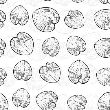 dikişsiz desen deniz kabukları nadir nesli tükenmekte olan türler, Cardiidae bivalve yumuşakçalar Gastropoda Corculum cardissa veya kalp cockle Indo-Pasifik bölgesi. Beyaz arka plan üzerinde siyah kontur çizimi. Vektör
