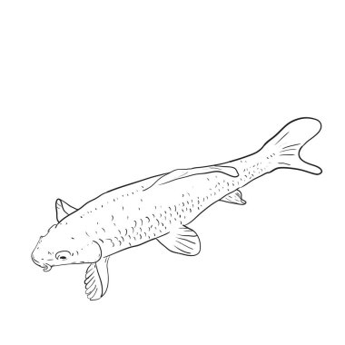 Koi sazan nishikigoi kelimenin tam anlamıyla sazan brocaded. Açık koi havuzları su bahçeleri tutulur ortak sazan. beyaz arka plan çizim doodle üzerinde siyah anahat. Vektör