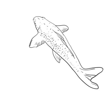 Koi sazan nishikigoi kelimenin tam anlamıyla sazan brocaded. Açık koi havuzları su bahçeleri tutulur ortak sazan. beyaz arka plan çizim doodle üzerinde siyah anahat. Vektör