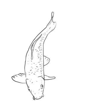 Koi sazan nishikigoi kelimenin tam anlamıyla sazan brocaded. Açık koi havuzları su bahçeleri tutulur ortak sazan. beyaz arka plan çizim doodle üzerinde siyah anahat. Vektör