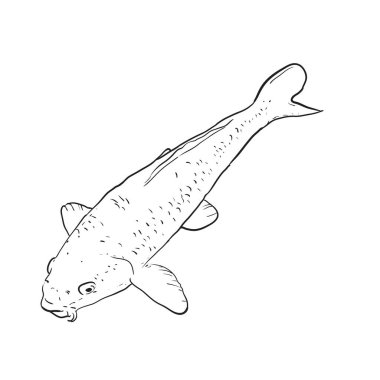 Koi sazan nishikigoi kelimenin tam anlamıyla sazan brocaded. açık koi havuzları su bahçelerinde tutulur Ortak sazan renkli çeşitleri. beyaz arka plan çizim doodle üzerinde siyah anahat. Vektör