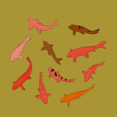 Koi sazan nishikigoi kelimenin tam anlamıyla sazan brocaded. açık koi havuzları su bahçeleri tutulur turuncu sarı Ortak sazan. hardal altın arka plan kroki doodle üzerinde siyah anahat. Vektör