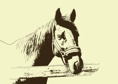 at portresi, baş dizgin, bej arka plan üzerinde snaffle kafa bandı izole kahverengi renk. kroki, anahat, taslak çizim, Tasarım ve dövme için Resim. Vektör