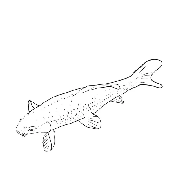 Koi carp nishikigoi literally brocaded carp. Common carp that are kept in outdoor koi ponds water gardens. black outline on white background sketch doodle. Vector — Stock Vector