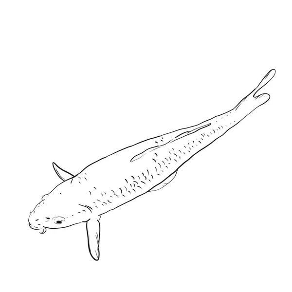 De koi karper Nishikigoi is letterlijk de karper. gekleurde variëteiten van gewone karper die worden gehouden in de outdoor Koi vijvers watertuinen. zwarte omtrek op witte achtergrond schets doodle. Vector — Stockvector