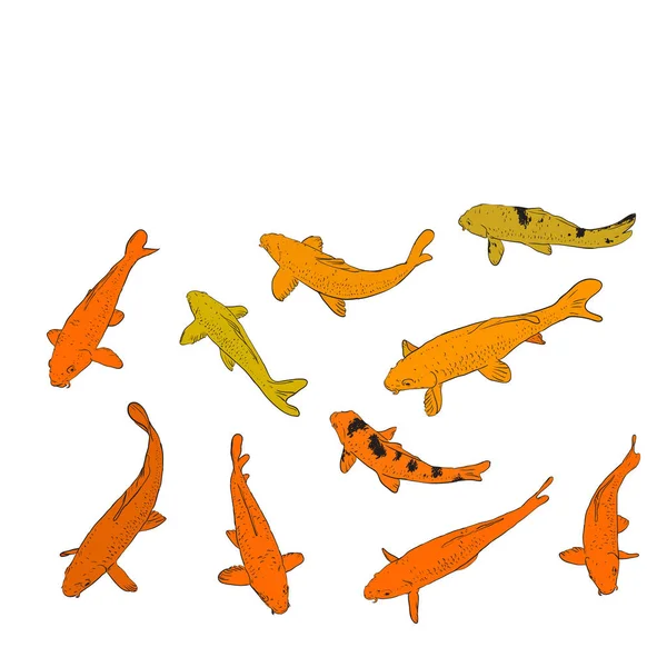 Carpe Koi nishikigoi littéralement brocart carpe. orange jaune Carpe commune qui sont conservés dans les étangs extérieurs de koï jardins d'eau. contour noir sur fond isolé sur fond blanc croquis gribouille. Vecteur — Image vectorielle