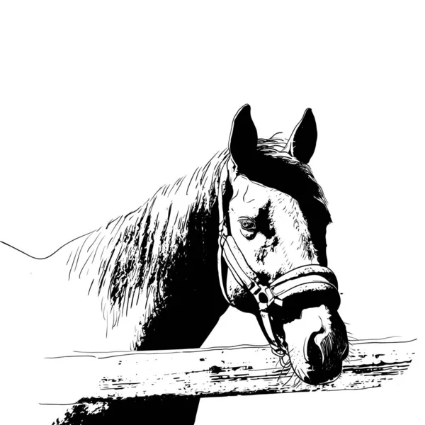 Лошадиный портрет, уздечка на голове, лента ободок изолированный черный цвет на белом фоне. эскиз, контур, черновой рисунок, изображение для дизайна и татуировка. Вектор — стоковый вектор