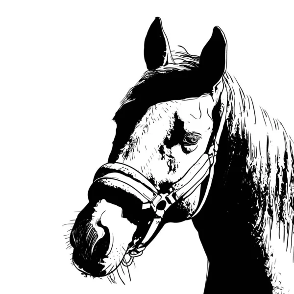 Pferdeporträt, Zaumzeug auf dem Kopf, Trense Stirnband isoliert schwarze Farbe auf weißem Hintergrund. Skizze, Skizze, Entwurf, Bild für Design und Tätowierung. Vektor — Stockvektor