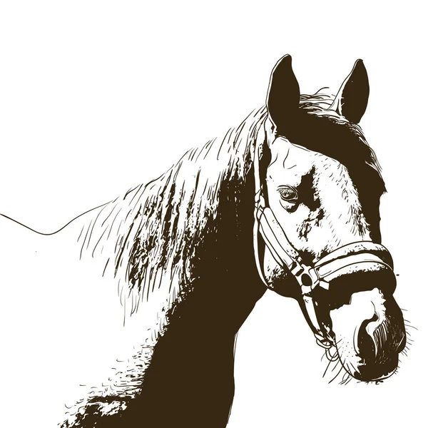 Pferdeporträt, Zaumzeug auf dem Kopf, Trense Stirnband isoliert braune Farbe auf weißem Hintergrund. Skizze, Skizze, Entwurf, Bild für Design und Tätowierung. Vektor — Stockvektor